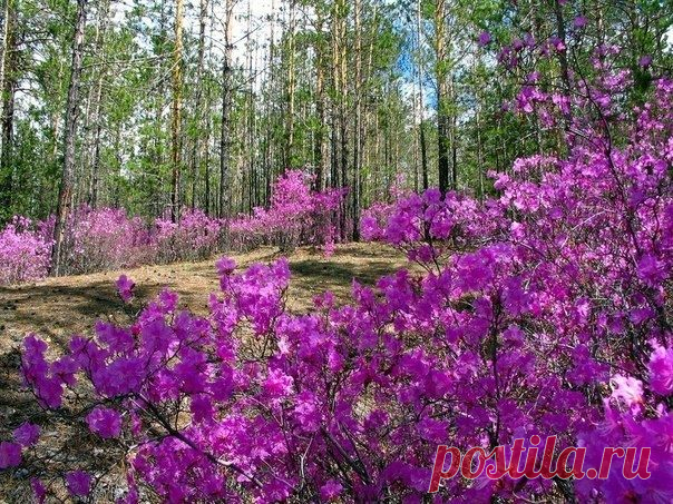 Цветение багульника в Забайкалье - Путешествуем вместе