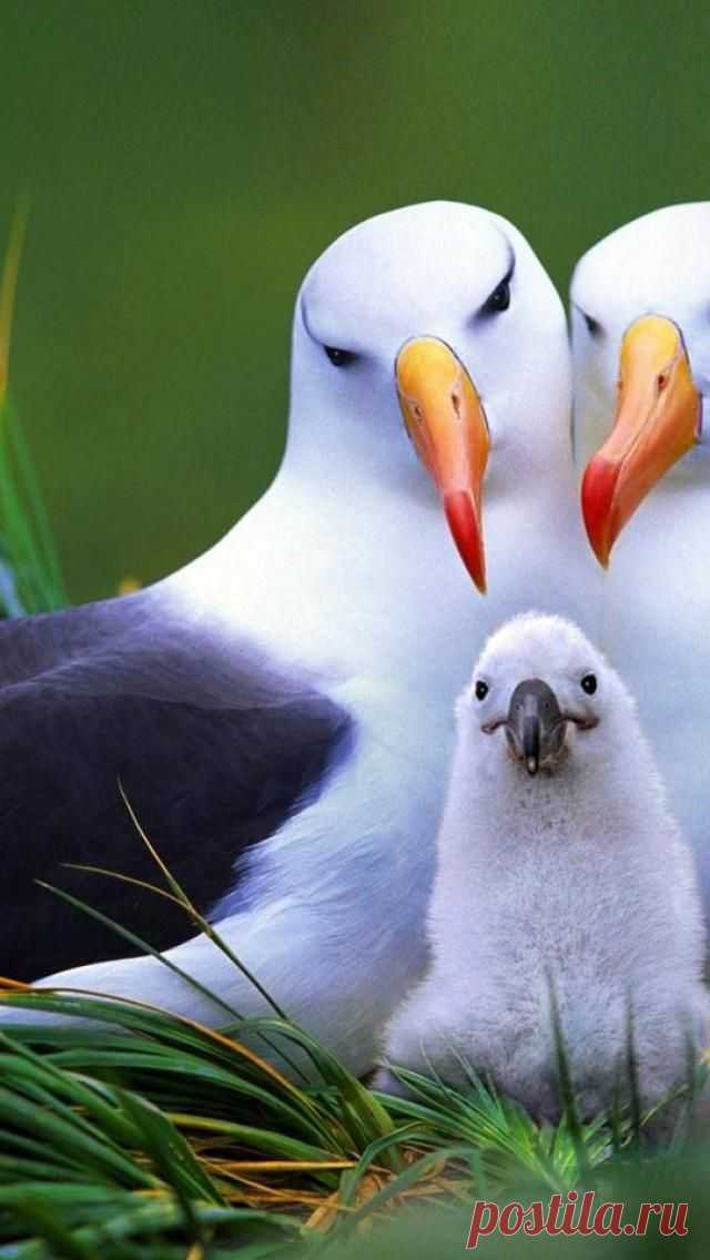 хх