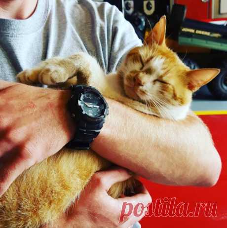 Бродячая кошка обрела дом на пожарной станции.