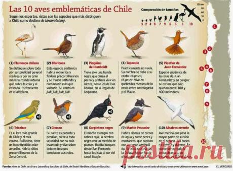 aves chilenas - Búsqueda de Google