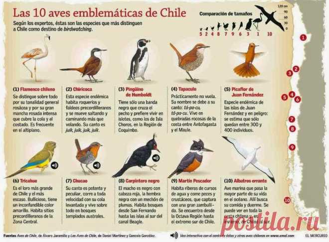 aves chilenas - Búsqueda de Google