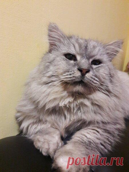 Наши коты - #15 | Кошка Чернуха и кот Беляшик | Яндекс Дзен