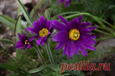 Малыши-крепыши: 15 лучших низкорослых растений для альпийской горки и рокария