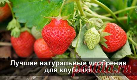 Лучшие натуральные удобрения для клубники 4 лучших варианта натуральных удобрений для вашей клубники!