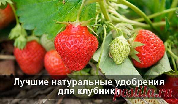 Лучшие натуральные удобрения для клубники 4 лучших варианта натуральных удобрений для вашей клубники!
