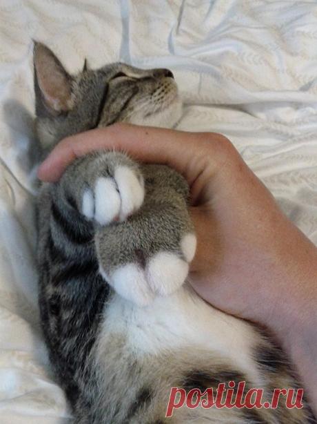 Не повезло: 19 ужаленных кошек, проигравших битву с пчелами