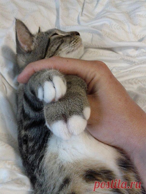 Не повезло: 19 ужаленных кошек, проигравших битву с пчелами