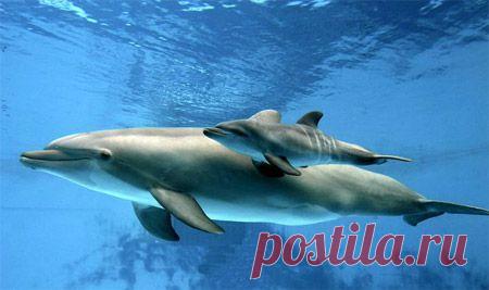 Рождение и детство дельфинов - Дельфин и природа - Все о дельфинах