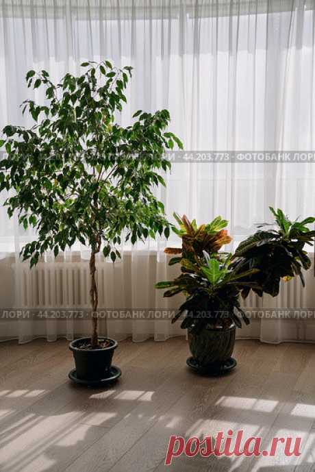 Ficus and Codiaeum houseplants near window with light tulle curtains. Стоковое фото, фотограф Ilaronsia / Фотобанк Лори