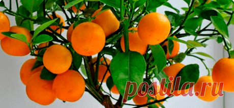 Домашние деревья. Свежие фрукты круглый год.