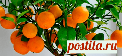 Домашние деревья. Свежие фрукты круглый год.