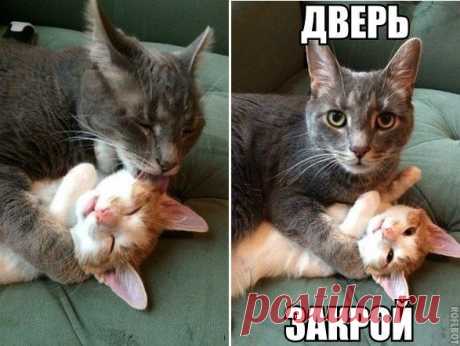 Кокса НЕТ ! ! !
