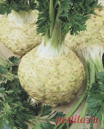 Сельдерей в народной медицине