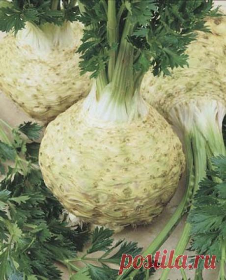 Сельдерей в народной медицине