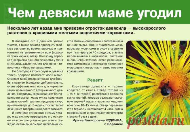 Девясил от повышенного давления