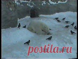 Видео в рубрике: "Наши домашние животные"