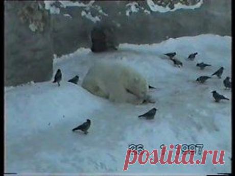 Видео в рубрике: &quot;Наши домашние животные&quot;