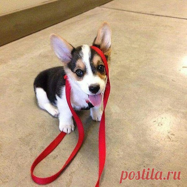 ♥ ЖИВОТНЫЕ ♥ ПРИРОДА ♥