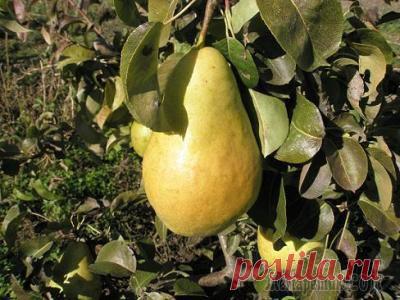 Болезни груши и их лечение. Борьба с вредителями