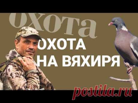 Охота на вяхиря. С чего начать?