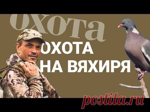 Охота на вяхиря. С чего начать?