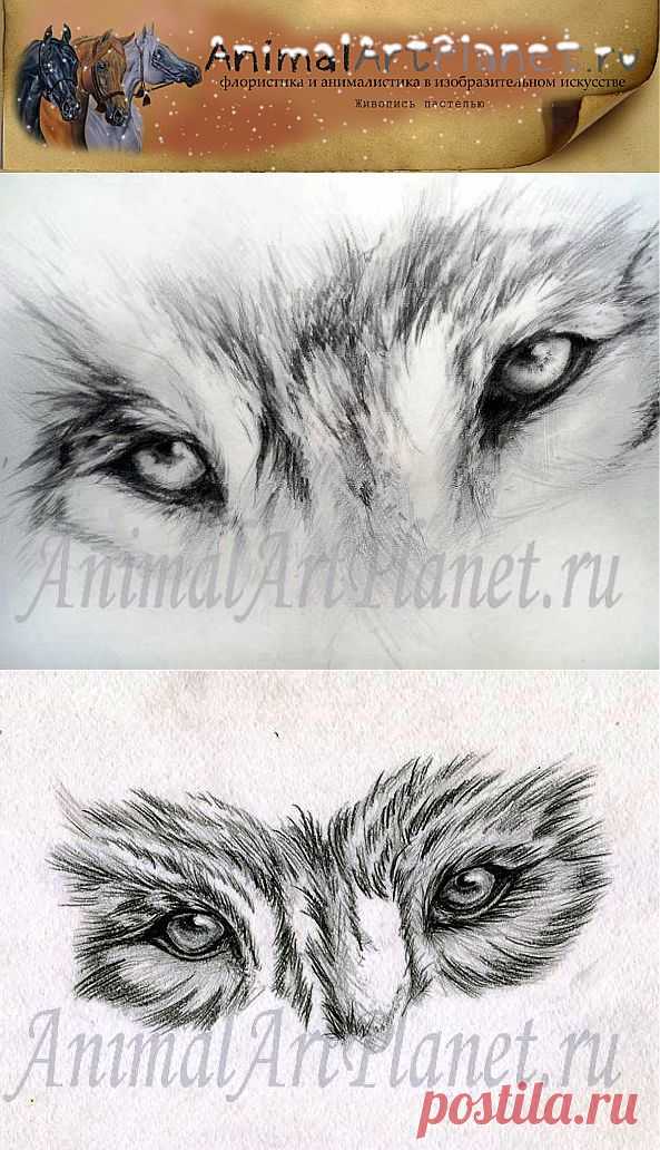 AnimalArtPlanet. Анималистика. Уроки рисования животных, изобразительное искусство и компьютерная графика