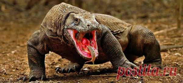 Анализ генома раскрыл загадки комодского варана | Все умницы