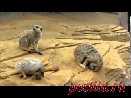 Sleeping Meerkat Falls off Rock