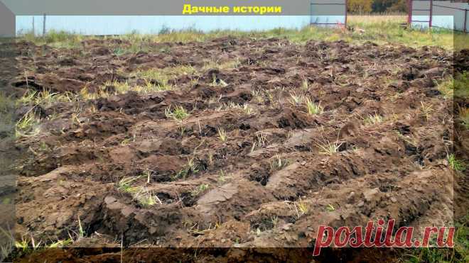 Целина без перекопки: разрабатываем новый участок или закладываем грядку не копая землю | Дачные истории | Яндекс Дзен