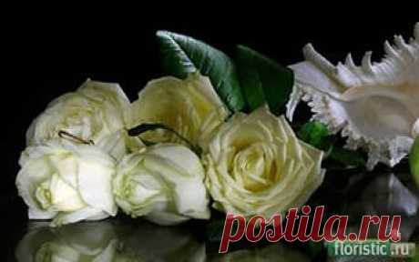 rose reflection images: 17 thousand images found in Yandeks.Kartinki