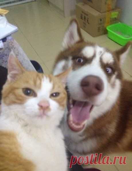 Единственное селфи, которое мне нравит / Занимательная реклама