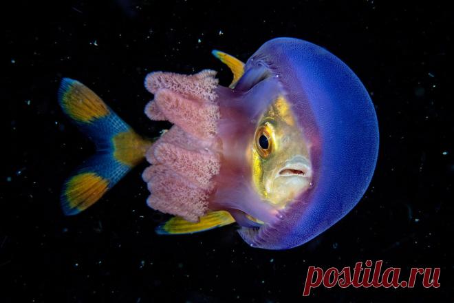 Удивительный водный мир — Мания.инфо