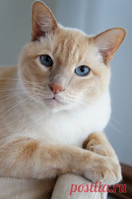 Scrappy | Flickr - Photo Sharing!