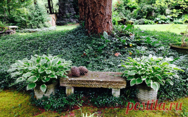 Гид по видам и сортам хост (названия, фото, описания) | В цветнике (Огород.ru)