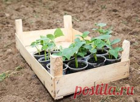 Семена и рассада на Supersadovnik.ru