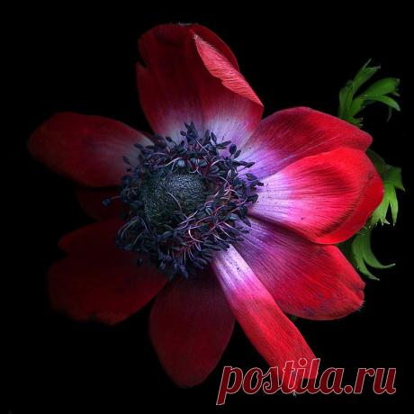 Красота на черном фоне