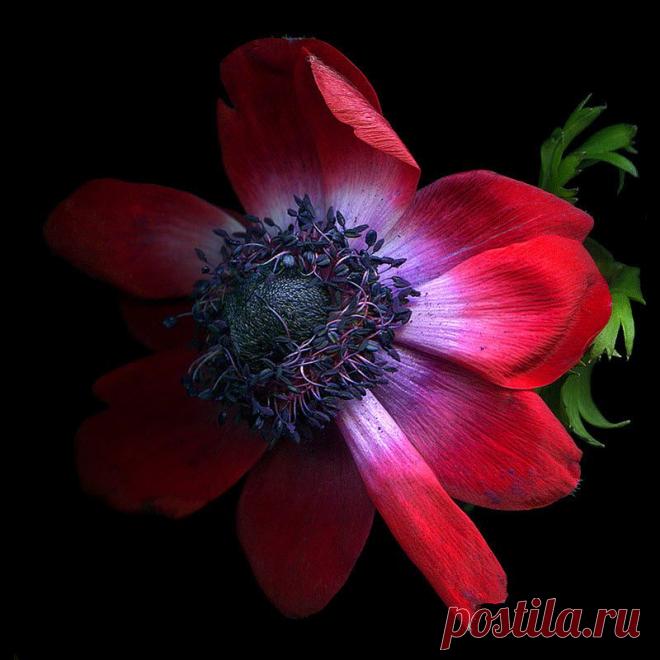 Красота на черном фоне