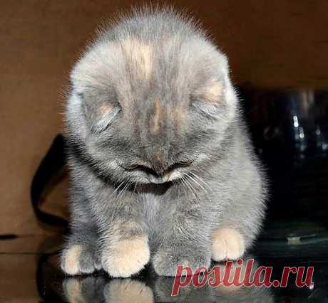Звериный позитив..