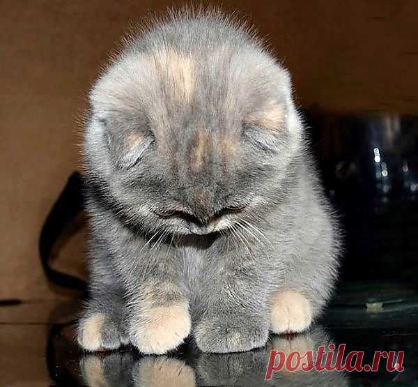 Звериный позитив..