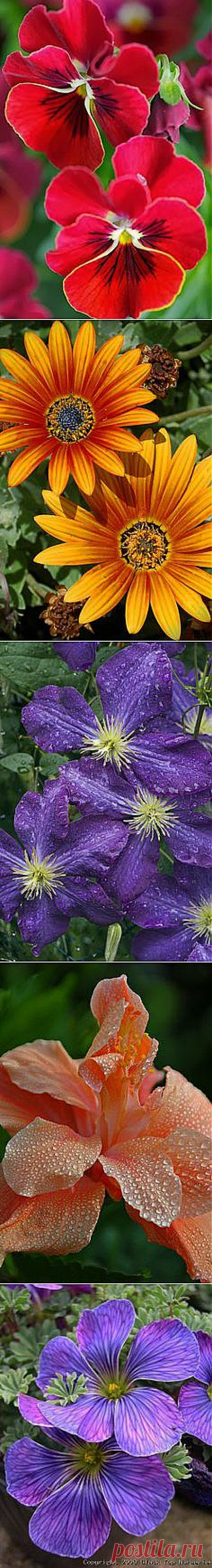 Photography - Flowers and Trees on Pinterest