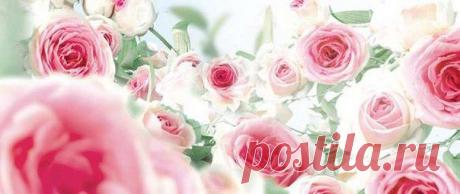 Прованс хранит много тайн и легенд, о которых обычный прохожий и не подозревает. Существует легенда о дочерях графа Форкалькье, прекрасных словно розы, за которыми они ухаживали: роза Грасса, Болгарская роза, Марроканская роза и Турецкая роза. Все дочери вышли замуж за королей – так Маргарита, Элеонора, Санси и Беатрикс стали четырьмя королевами Форкалькье. Ароматы их любимых роз послужили вдохновением для коллекции Роза с изысканными, дополняющими друг друга композициями для каждой женщины.