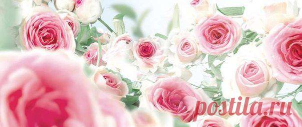 Прованс хранит много тайн и легенд, о которых обычный прохожий и не подозревает. Существует легенда о дочерях графа Форкалькье, прекрасных словно розы, за которыми они ухаживали: роза Грасса, Болгарская роза, Марроканская роза и Турецкая роза. Все дочери вышли замуж за королей – так Маргарита, Элеонора, Санси и Беатрикс стали четырьмя королевами Форкалькье. Ароматы их любимых роз послужили вдохновением для коллекции Роза с изысканными, дополняющими друг друга композициями для каждой женщины.