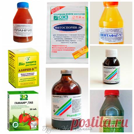 БИОПРЕПАРАТЫ ОТ ОГОРОДНЫХ ЗАБОЛЕВАНИЙ

Эти современные средства направленны непосредственно на возбудителей заболеваний растений.
Бактерии, вирусы и грибы-антагонисты, которые составляют основу подобных биопрепаратов, подавляют развитие вредной микрофлоры, но не представляют опасности ни для человека, ни для пчел, ни для домашних питомцев. 
Несмотря на безопасность биологических препаратов, после применения любых защитных средств рекомендуется пролить почву ЭМ-раствором со...