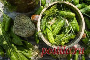 Малосольные огурцы: три быстрых рецепта и хитрости приготовления