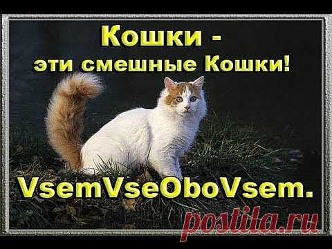 (+1) тема - Кошки - эти смешные Кошки! VsemVseOboVsem. | ВИДЕОСМАК