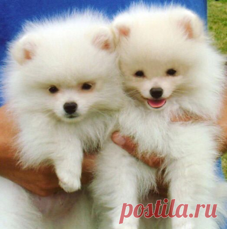 Pomeranian puppies: so cuuuuuuuute!! #pomeranian puppies: so cuuuuuuuute!!!