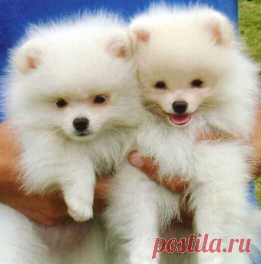 Pomeranian puppies: so cuuuuuuuute!! #pomeranian puppies: so cuuuuuuuute!!!