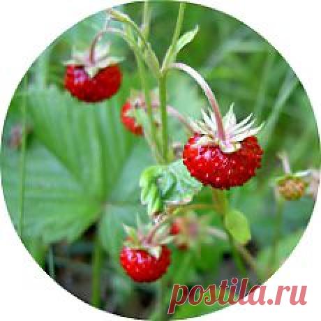 Уход за ягодными кустарниками. Как и чем удобрять ягодные кустарники? - barybina.46@mail.ru - Почта Mail.Ru