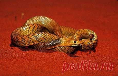 Gwardar (Pseudonaja nuchalis), Gibson desert, Australia.