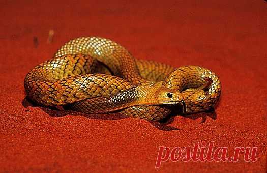 Gwardar (Pseudonaja nuchalis), Gibson desert, Australia.